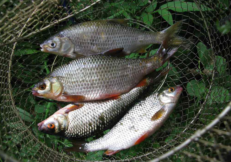 рыбалка на плотву.png